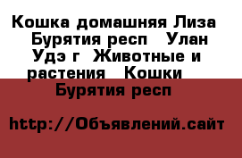 Кошка домашняя Лиза - Бурятия респ., Улан-Удэ г. Животные и растения » Кошки   . Бурятия респ.